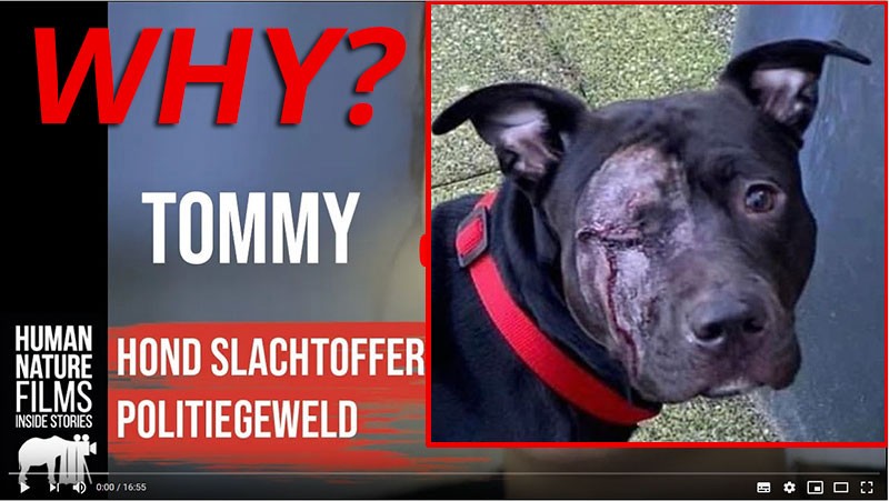 Justice for Tommy. Watch my story !!!