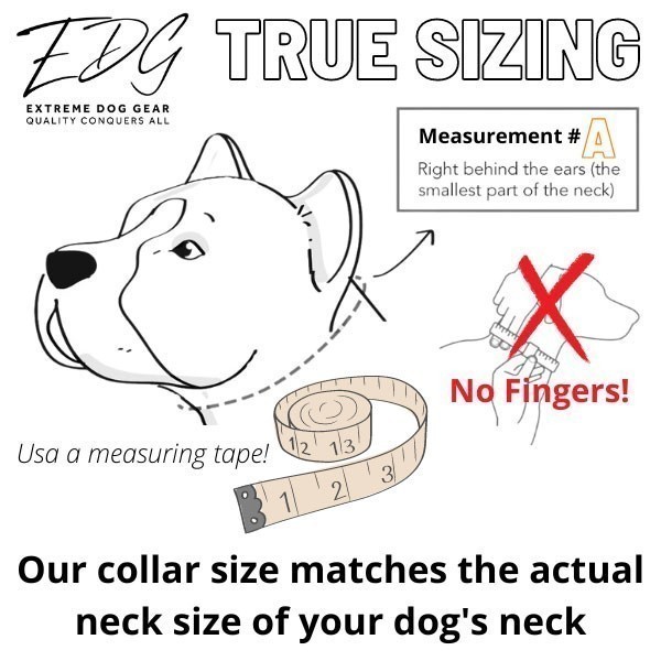 Best durable dog clearance collars