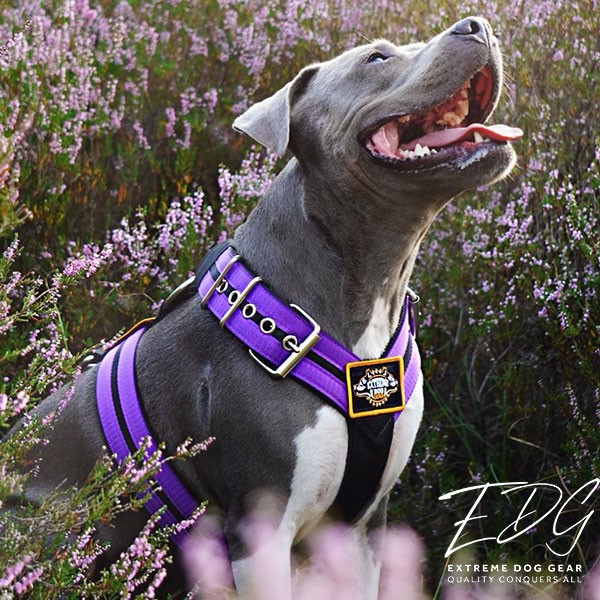 Alstublieft Modernisering tempo Custom Dog Sport harness Double Purple | Extreme Dog Gear