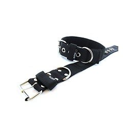 Personalized Dog Collar EDG 1.6 inch
