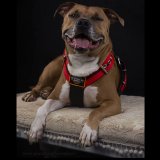 double stripe red dog harness