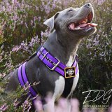 hand made custom Dog Sport harness Double Purple