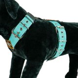 Dog Sport harness Aqua
