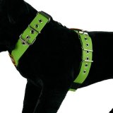 Custom dog harness 1.6 inch pistachio by extreme dog gear