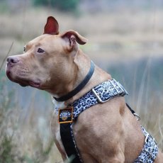 Softshell panther dog harness
