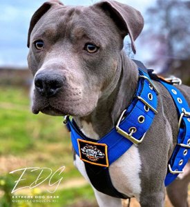 Dog Sport harness Blue