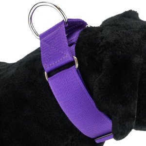 Adjustable K9 Elite Martingale collar with quick release