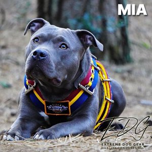 Mia the stafford in extreme dog gear Barcelona Colors