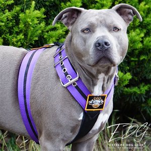 Custom dog harness 2 inch double purple by extreme dog gear