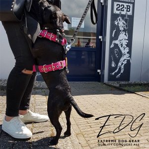 staffie Custom dog harness 1.6 inch fuchsia by extreme dog gear