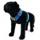 Custom dog harness 2 inch double stripe blue stripe by extreme dog gear