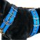 Custom dog harness 5cm black double stripe blue by extreme dog gear