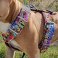 Softshell Graffiti dog harness