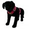Bubble Gum color dog harness by extreme dog gear