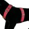Custom dog harness 1.6 inch Water Melon by extreme dog gear