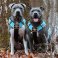 Pastel blue color dog harness by extreme dog gear