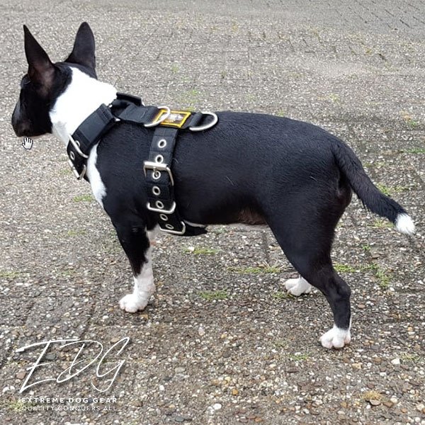 Dog Sport harness Black 1.6inch 4cm Extreme Dog Gear