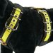 Custom dog harness 5cm black yellow by extreme dog gear