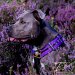 Custom Dog harness Double Purple