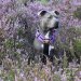 Dog harness Double Purple