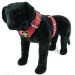 Dog harness 2 inch bordeaux by extreme dog gear