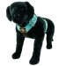 aqua color dog harness by extreme dog gear