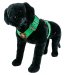 Emerald color dog harness by extreme dog gear