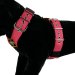 Water Melon color dog harness by extreme dog gear