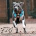 Pastel blue color dog harness by extreme dog gear