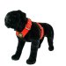 Dog harness 2 inch red by extreme dog gear