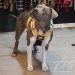 Custom dog harness 2 inch happy by extreme dog gear