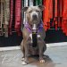 Custom dog harness 2 inch double purple by extreme dog gear